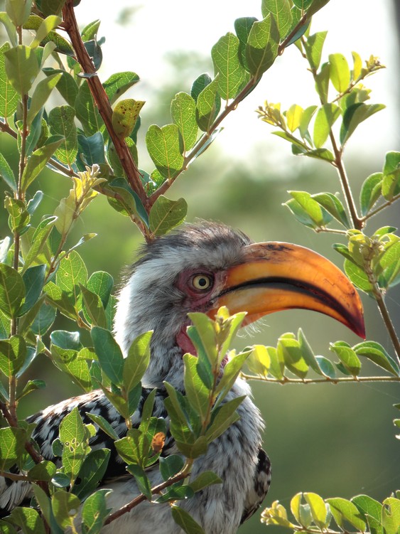 Yellow-Billed Hornbill, Kruger National Park