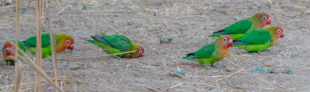 Lovebirds, South Luangwa National Park