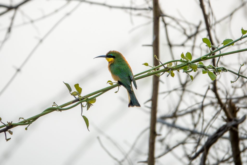 Little Bee-eater