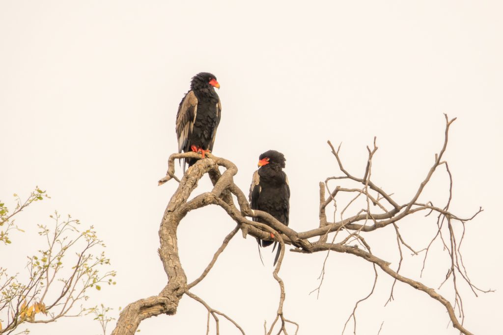 Bateleur Eagle