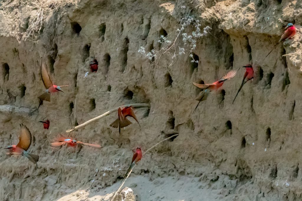 Carmine Bee-eaters In Flight, South Luangwa National Park