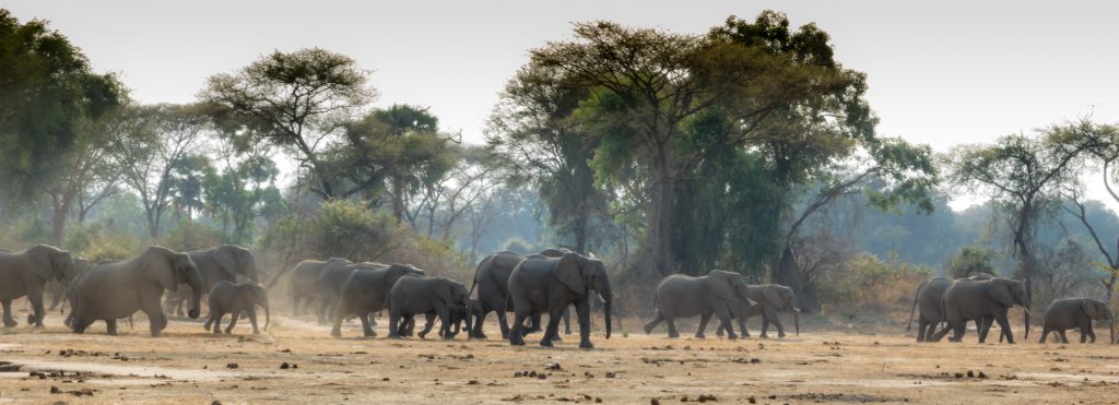 Elephants on the move, Lower Zambezi, Zambia