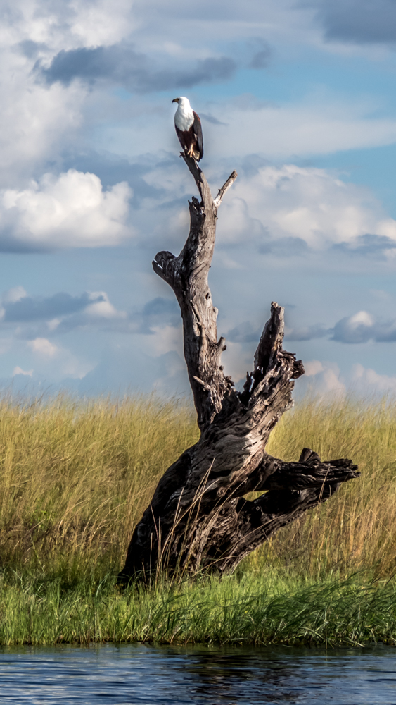 Fish Eagle, Chobe River