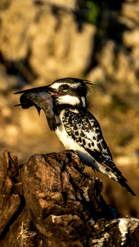 Pied Kingfisher, Chobe River