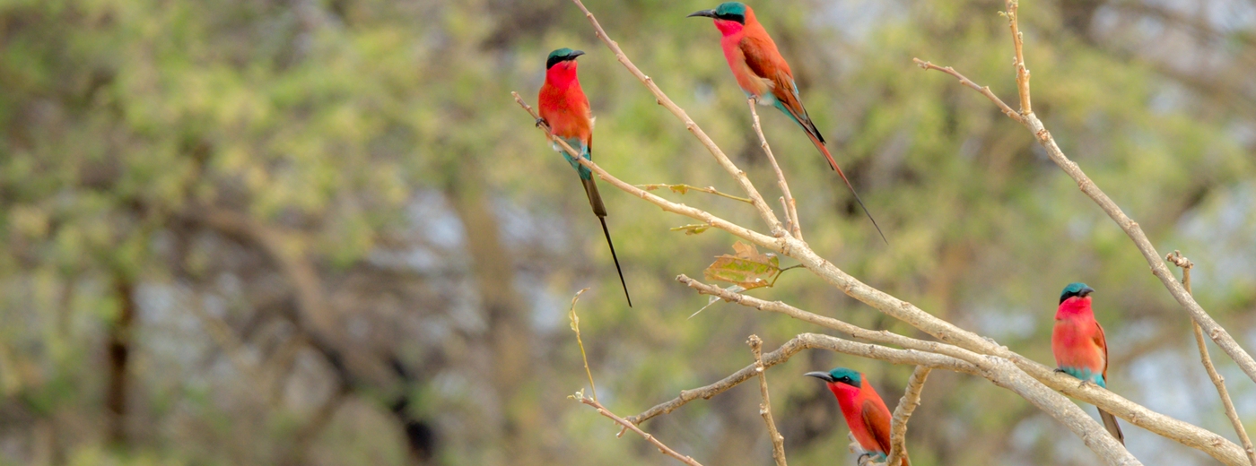 Oh dear – I think Africa may have turned me into a birder…