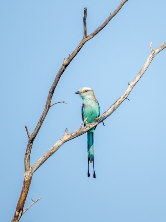 Racket-Tailed Roller