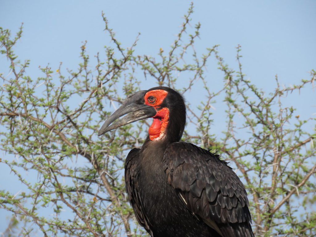 Ground Hornbill