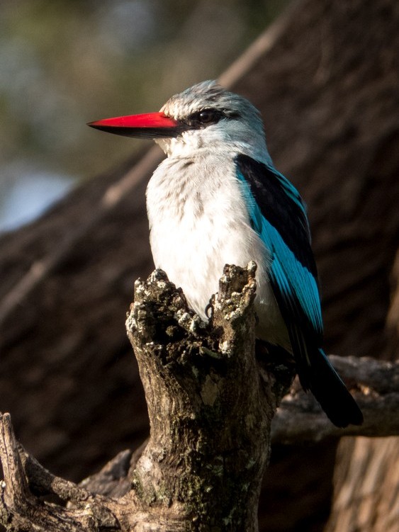 Woodland Kingfisher