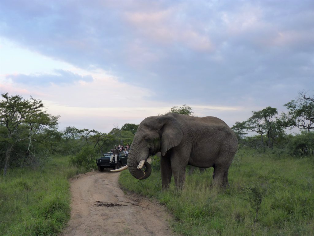 Game Viewing In Thornybush