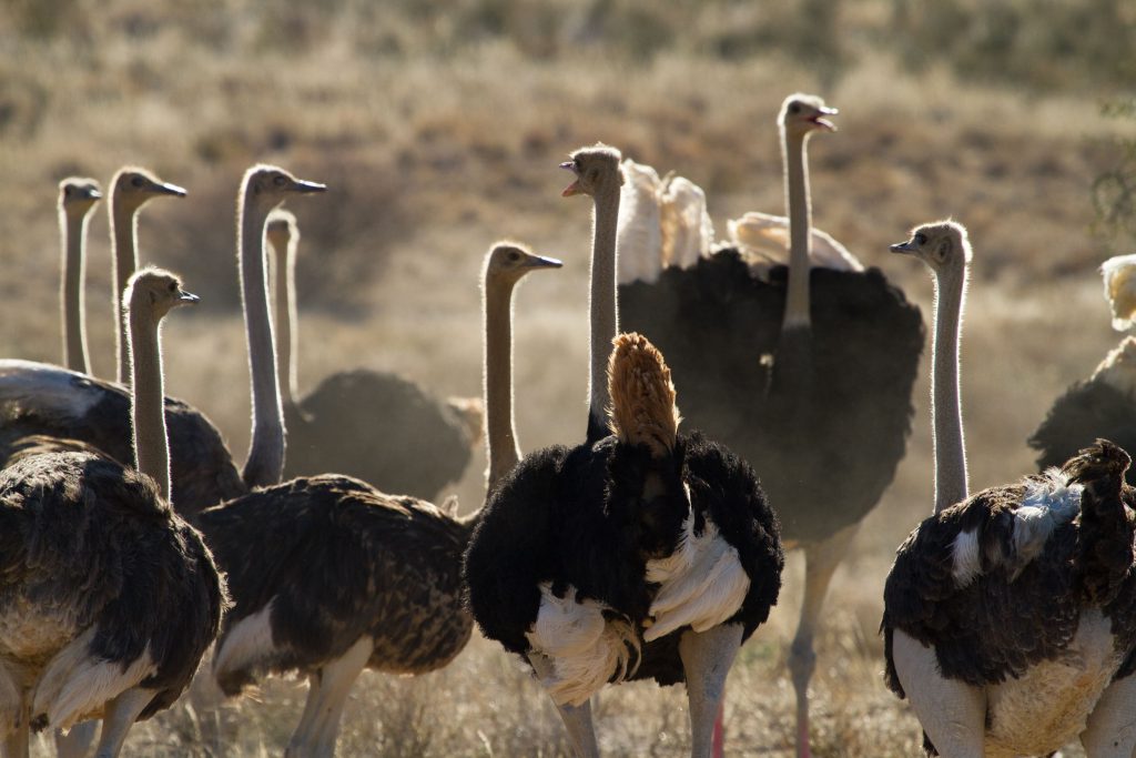 Ostrich Farm, Oudtshoorn