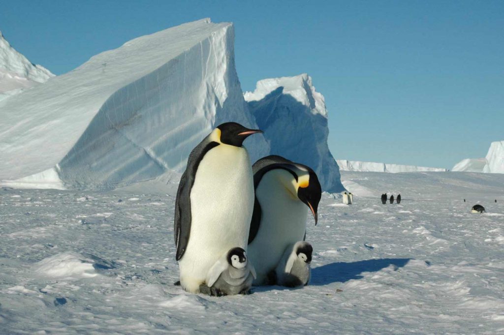 Emperor Penguins