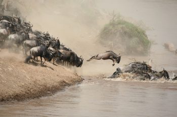 Mara River Wildebeest Crossing