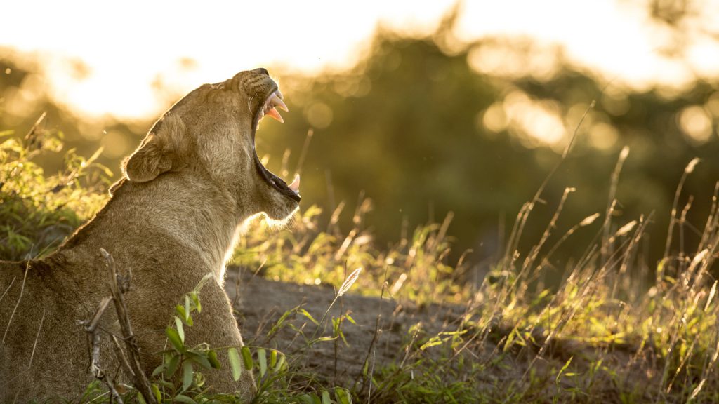 Singita Lion