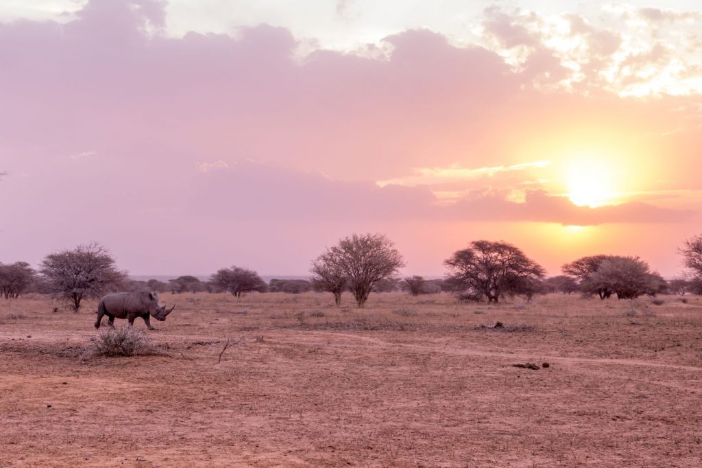 Rhino at sunset in the Waterberg, South Africa.