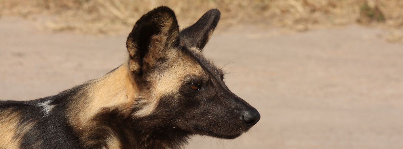 Londolozi Welcomes New Wild Dog Pups