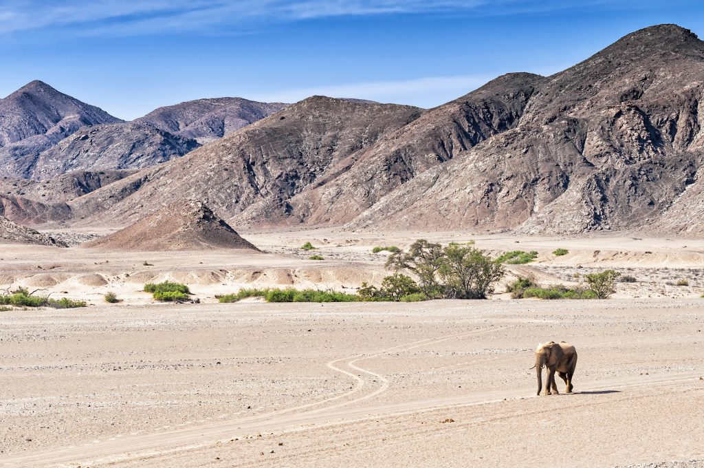 Desert Elephant, Namibia