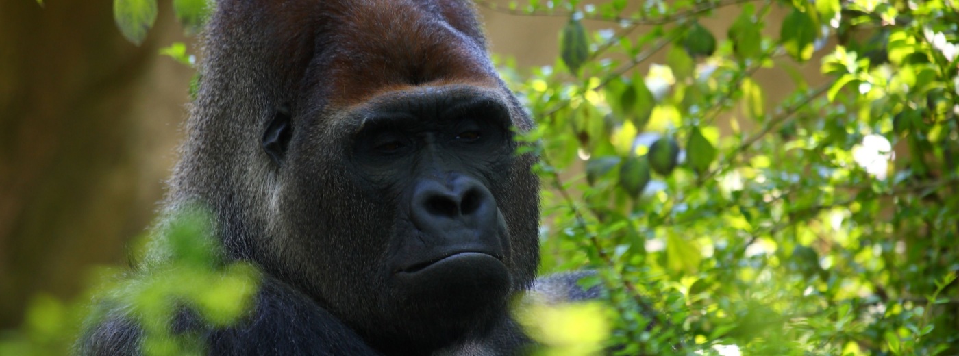 Gorilla Permits in Uganda – Prices Dropped for 2021