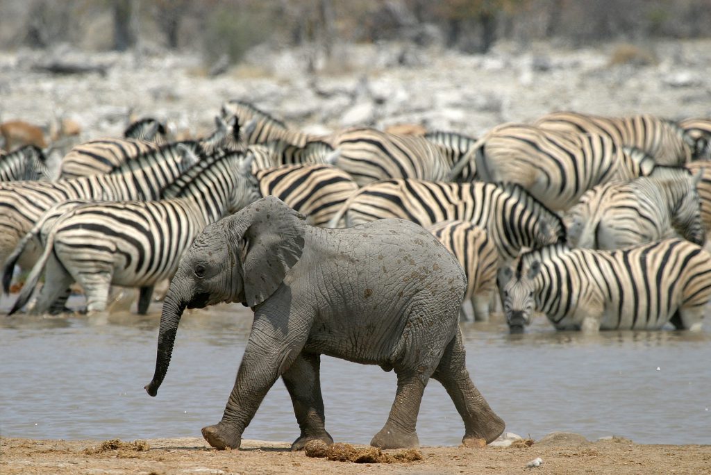 Game Viewing in Etosha