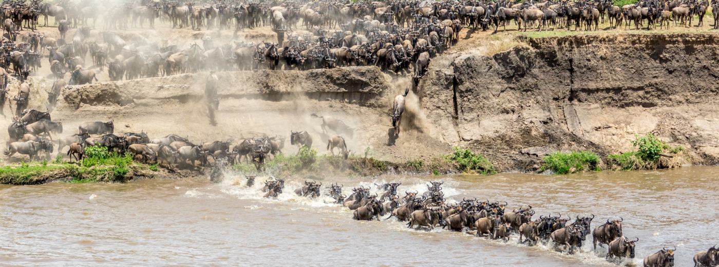 Watching and Waiting for the Wildebeest