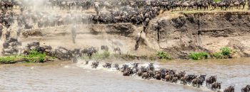 DSC04645-2_migration, river crossing, tanzania, wildebeest_491