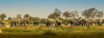 WorldElephantDay-1400x520