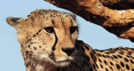 Cheetah in Madikwe