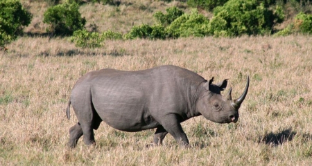 Black rhino