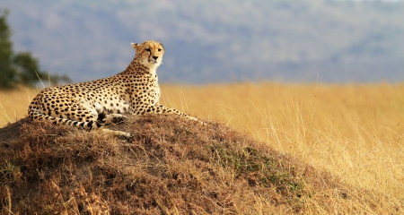 Cheetah sitting on top of a termite mound in the Masai Mara National Reserve