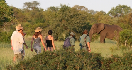 Walking safari and meeting an elephant