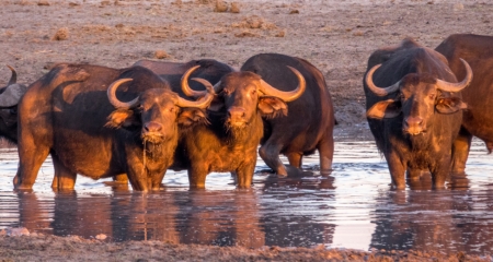 Buffalo in the water