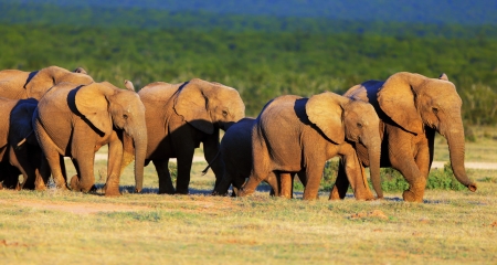 Elephant herd in Addo