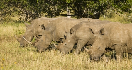 Rhino sighting 
