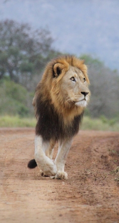 Lion walking through Thanda Game Reserve
