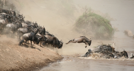 Wildebeest crossing the Mara River.
