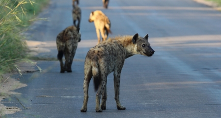 Hyenas spotted on a self-drive holiday in Kruger National Park