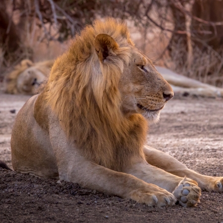 Lion sighting in Lower Zambezi NP on way to Anabezi Lodge