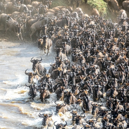 Mara River Crossing in the Northern Serengeti