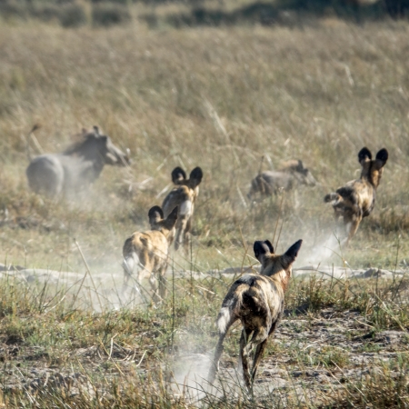 Pack of wild dogs hunting warthogs