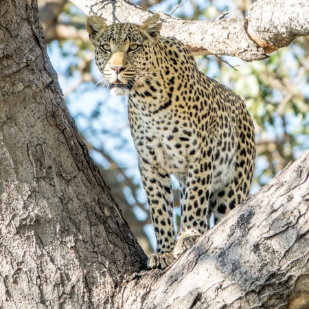 Leopard in a tree in the Okavango Delta