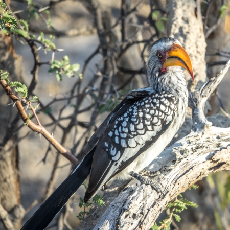 Yellow Billed Hornbill in a tree