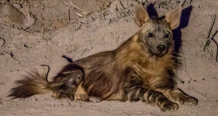Brown hyena seen on an evening game drive in the Welgevonden Game Reserve