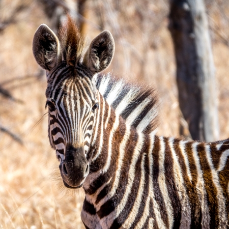 Zebra sighting from a game drive at Garonga Safari Camp