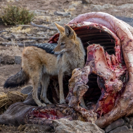 Black backed jackal scavenging off a buffalo carcass