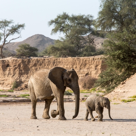 Desert adapted elephants, seen on a nature drive from Hoanib Skeleton Coast Camp