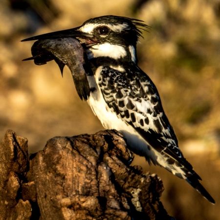 Pied kingfisher with a fish