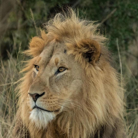 Lion Sighting at Nambiti Game Reserve