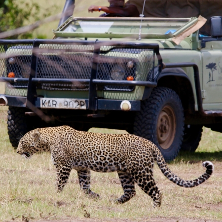 Leopard sighting on a game drive from Saruni Mara in the Mara North Conservancy