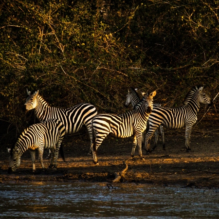 Zebra drinking from Kanga Pan