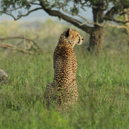Cheetah at AmaKhosi Private Game Reserve