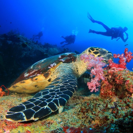 Underwater diving with turtles